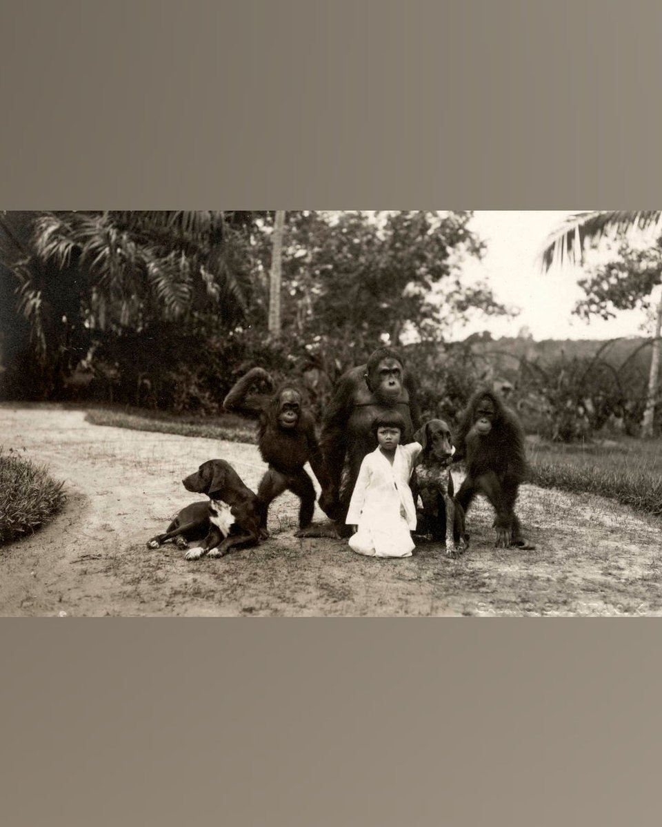 potolawas's tweet photo. Seorang gadis kecil di antara tiga orangutan dan dua anjing. Sumatra, Hindia Belanda, sekitar 1930.
•
📸: SpaarnestadPhoto - G.A. Dinkel
•
#potolawas #potolawassumatra #sumatra #exploresumatra https://t.co/stsy6AkENs