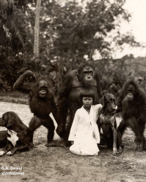 potolawas's tweet photo. Seorang gadis kecil di antara tiga orangutan dan dua anjing. Sumatra, Hindia Belanda, sekitar 1930.
•
📸: SpaarnestadPhoto - G.A. Dinkel
•
#potolawas #potolawassumatra #sumatra #exploresumatra https://t.co/stsy6AkENs
