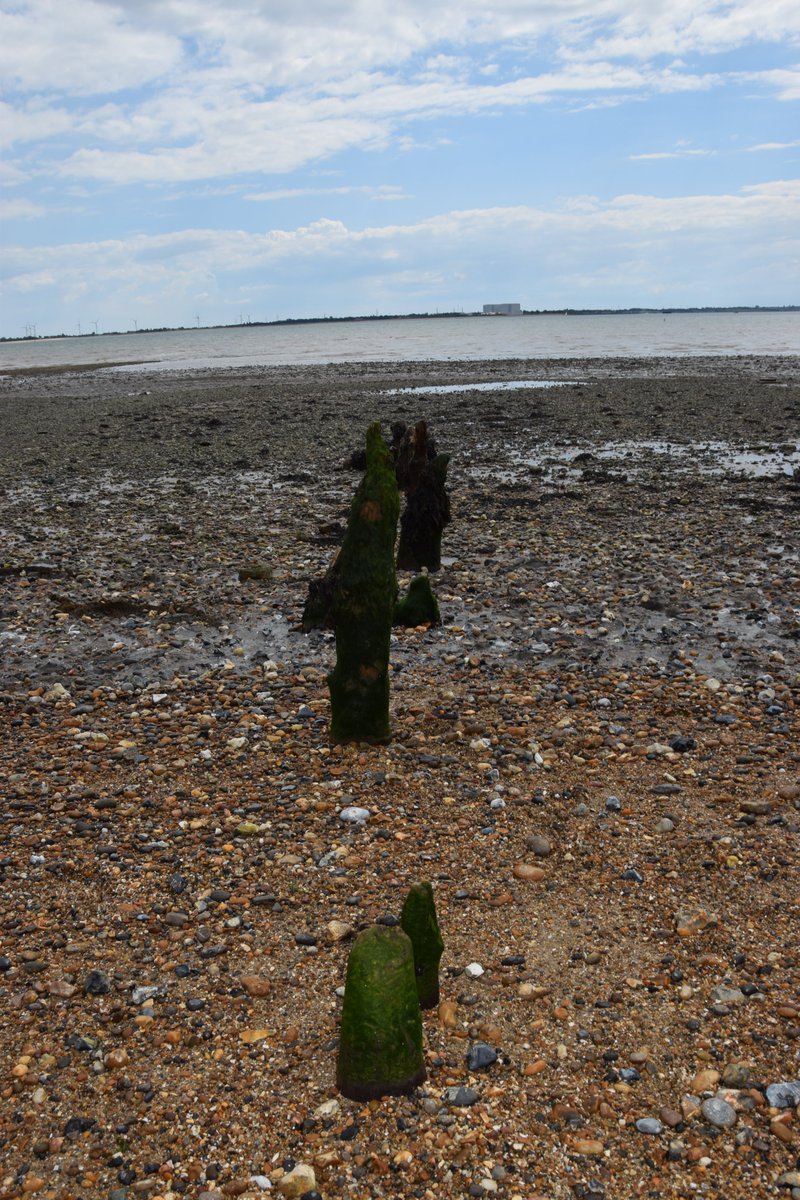 On this particular foreshore many timber stakes can be seen protruding from the mud. Many of those nearest to the beach are the remains of Victorian revetments & groynes, which were used as defences against the sea, or to the left King’s Hard where boats could come in.  #seaside