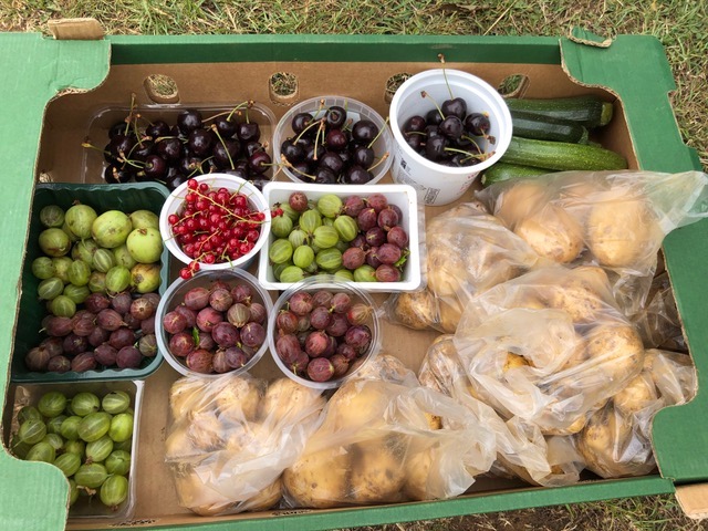 RestoreNpton's tweet photo. More wonderful produce from the allotment that we were able to give to those receiving food parcels this week. It is so good to be able to give fresh produce to recipients and is always much appreciated. https://t.co/Pdkt0doBXw