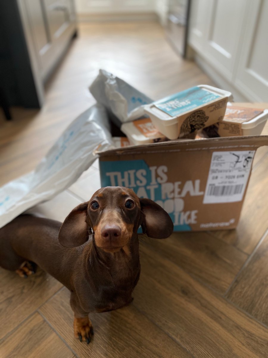 Colywollydoodle's tweet photo. Excited for their next subscription delivery this morning 🐶🐶🐾🐾 @feednaturaw https://t.co/fHQU6kudGd
