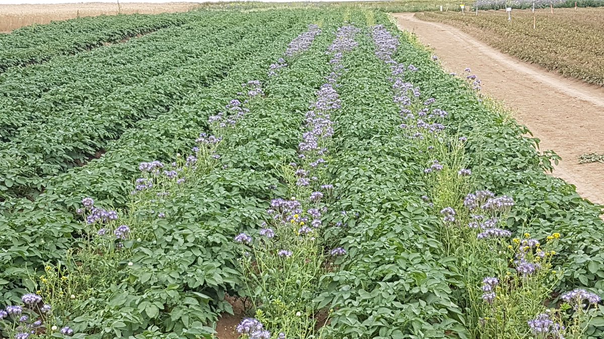 Essai du Comité Nord <a href="/fnpppt/">FN3PT</a> sur les plantes compagnes, ici phacelie, pour attirer les pucerons sur ces plantes et non sur les pommes de terre.