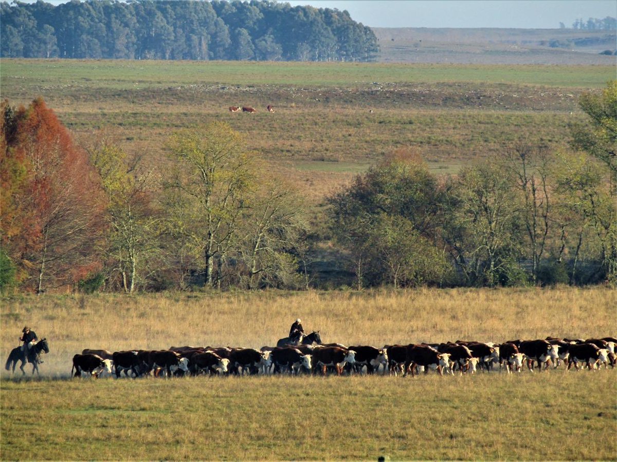 elbaqueano27's tweet photo. #hereforduruguayo #camponatural #elbaqueanonaturalmente #uruguaynatural #augap #alianzadelpastizal https://t.co/nXpBnSk5dA