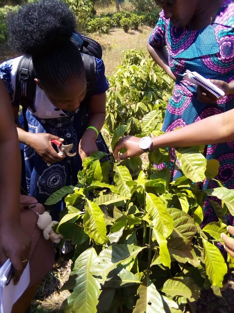 cafe_tanzania's tweet photo. Professional Development, youth in Kagera are willing and motivated to venture in Coffee ☕ farming activities. Thank you RAS Kagera for launching coffee rejuvenation &amp; rehabilitation youth training. #TaCRI #TCB #NewNormal #JDE @GCPcoffee @sdafrosa @aikande https://t.co/TIV5UzKkc2