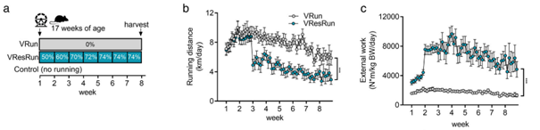 To do this, mice got access to a running wheel which had no resistance or incremental resistance. The increased resistance led to a lower running distance, but substantially higher external work.