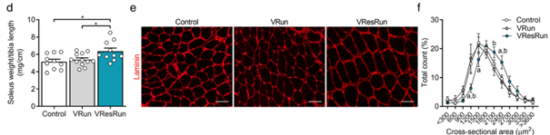 As published before, this led to hypertrophy of predominantly the plantar flexors (soleus, plantaris), but not of the dorsiflexors (EDL, tibialis anterior). We think that this is because dorsiflexors are insufficently loaded during wheel running.
