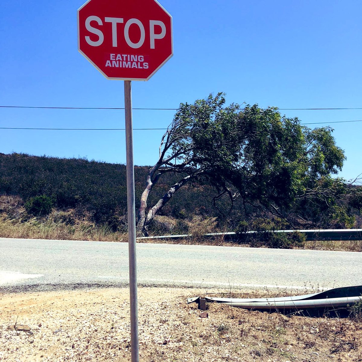 Alismya's tweet photo. The Portuguese landscape acting as a reminder of what the trees and bushes are whispering #LessMeatMorePlants #plantbased #TooManyCows #Together4Forests #ClimateEmergency @Greenpeace @climate “A balanced diet does not include meat and sausages every day” @JuliaKloeckner https://t.co/BHyxWmeIOp
