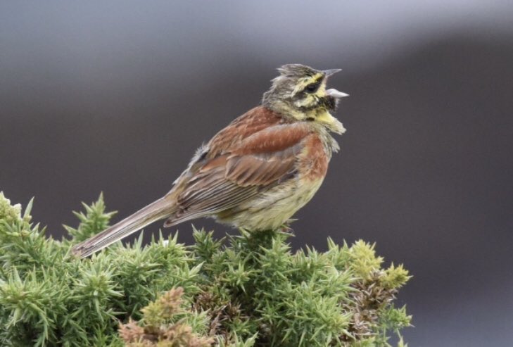 CarswellCottage's tweet photo. Carswell Farm is one of the few places in the country where you can spot a cirl bunting. Cirl buntings were once widespread &amp; common across much of southern England, but recently, they have become rare &amp; only found in south Devon. Thank you to Ian Maylen for the photograph 📸 https://t.co/FwcIA7vA1k