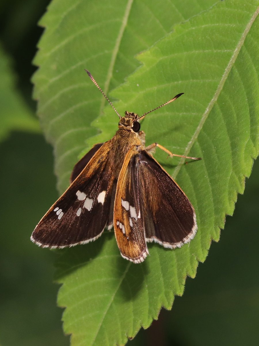 川邊透 蛾にくらべて 蝶の仲間は顔がちょっと というのが多いけど セセリチョウはかわいいですね