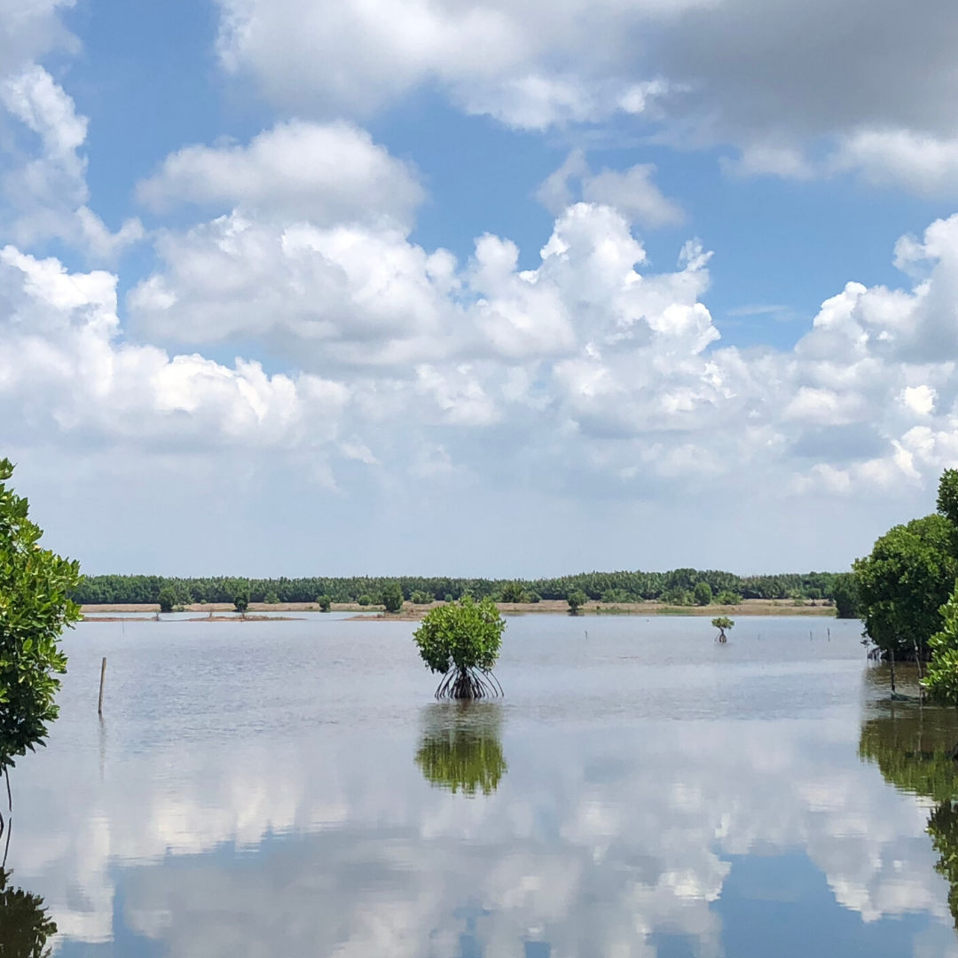 It's been a while since we've shown you an image of one of our farms. Our zero-input methods means no chemicals, feeds, antibiotics or plastics are involved in producing our prawns. This made us the World's First GAA-BAP Certified Mangrove Group Farm!