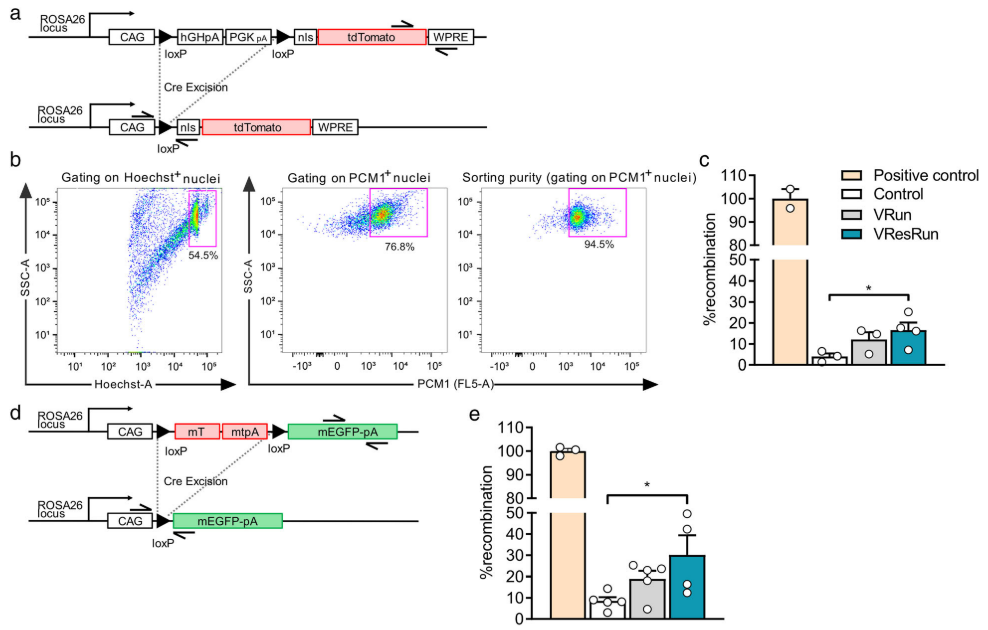 Finally, we extracted nuclei for exercised and non-exercised mice and used a PCR on genomic DNA to measure Cre-med recombination.Just like our mTmG model we found load dependent SC fusion: 20% recomb (!) after 8-w of resistance running, while only 12% / 4% in free run and sed.