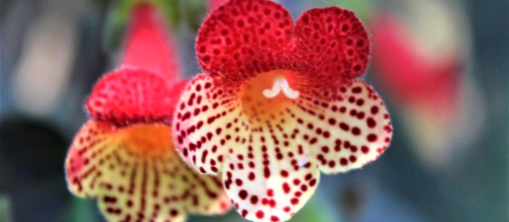 allaricercablog's tweet photo. L'Eden botanico dei Giardini La Mortella a #Ischia 👉 https://t.co/FAHMdBPjfM https://t.co/3z1f1zTuzy
