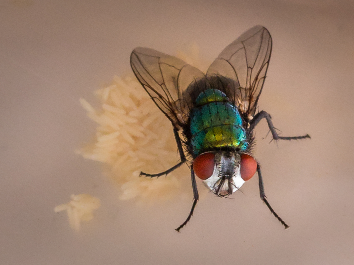 ElliotSampford's tweet photo. Egg laying #macrophotography #wildlifephotography https://t.co/cnbN9UXZy4