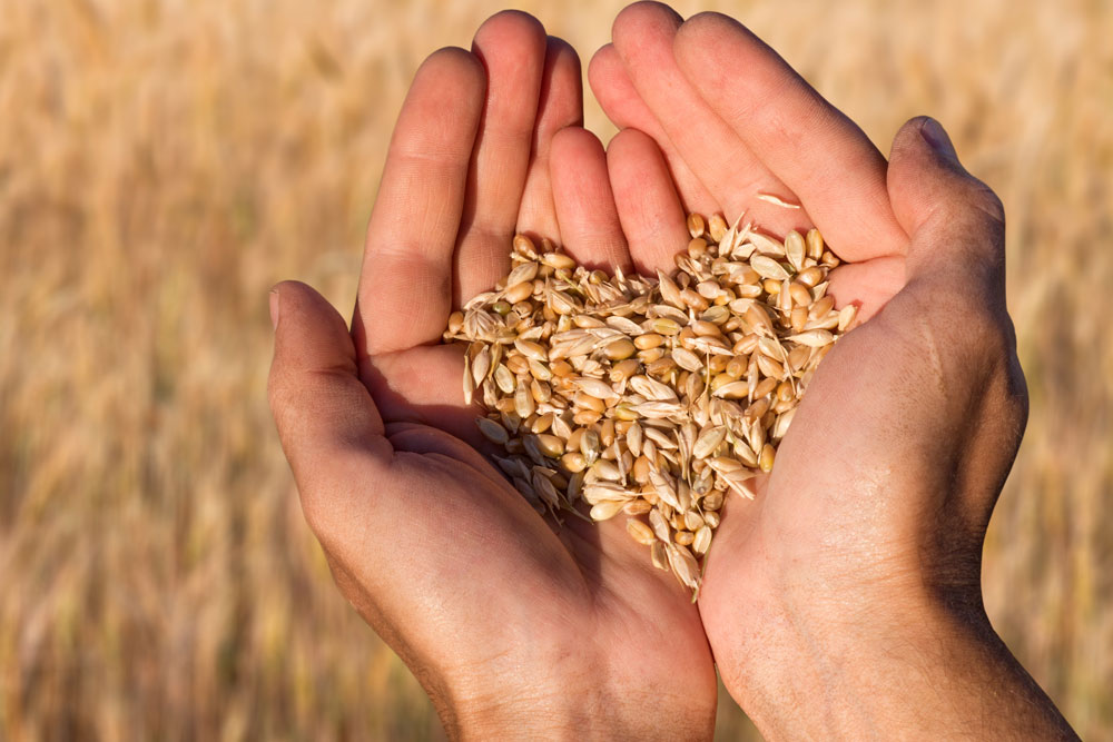 uniumbioscience's tweet photo. Seed choice is one of the most important decisions growers have to take, not only the variety but the quality of the seed.
https://t.co/YPwXN48UpF
#seedquality #agronomy #tigga #voltek #elios #boost #tiros #seedtreatment #unium https://t.co/WT1uFUC1fx