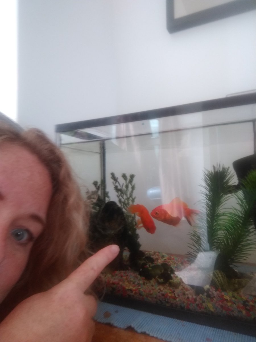 PipWatts's tweet photo. @sarahjulianotts @BBCNottingham Here is my #tinytriumph. Finally cleaned out the fishtank after weeks of putting it off 😍💦🐠👊 https://t.co/FJT84BC4jW