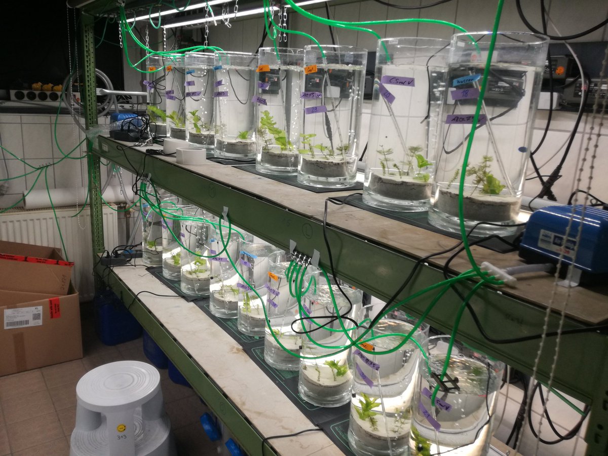 The last microcosm experiment 🔬 of my PhD has started 🍾 Testing the impact of agricultural run-off on shallow aquatic ecosystems: climshift.eu/en #MultipleStressors