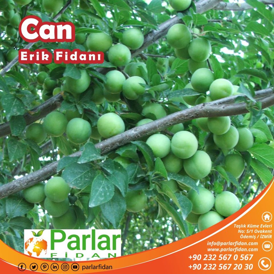 parlarfidan's tweet photo. 🍏Can Erik Fidanı Parlar Fidancılık 'da sipariş ve bilgi için;
⏰ https://t.co/5MKeVerS3a
#parlarfidan #erikfidanı #erkencifidan #plum #plumsapling #sapling #agriculture #erikağacı #canerik #erikfidanı #Aliismailkorkmaz #AldatmakSerefsizliktir #Ayasofya #bist100 #CUMA #Elif https://t.co/nN068S4JVx