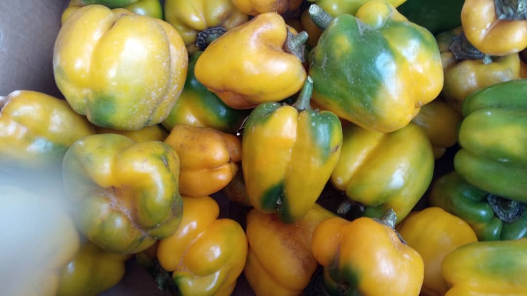 iamscaz's tweet photo. Hi Fam, I’m into Agri business especially vegetables like seedless cucumbers, all kind of colored capsicums (peppers), beef / plum tomatoes e.t.c please help retweet and support my business. https://t.co/amPOXiyY1l