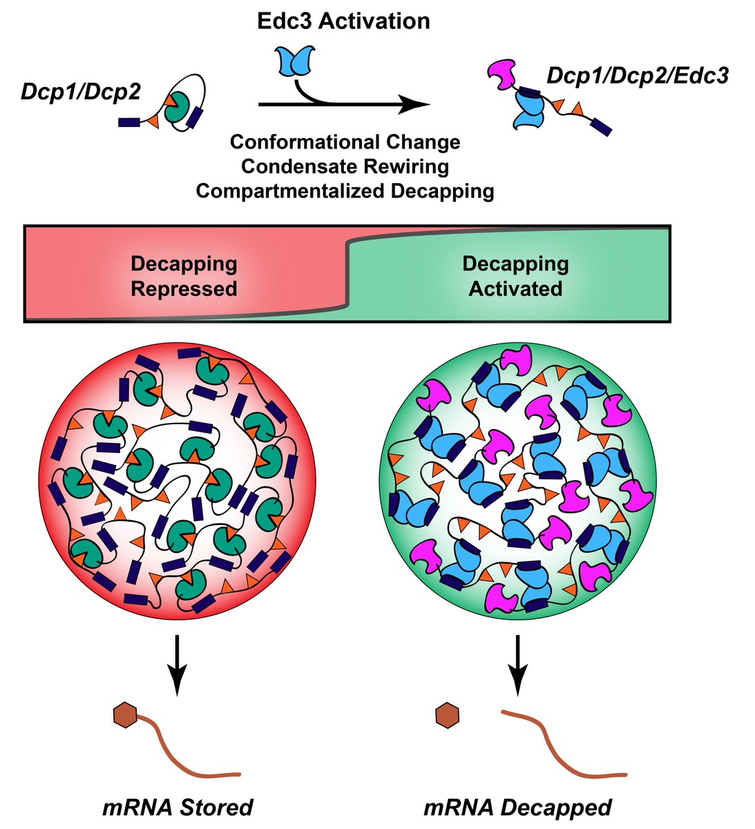 Check out preprint by graduate student Ryan Tibble showing how conformational control of mRNA decapping is coupled to the formation of biological condensates. Fantastic collaboration with @Jacek93345390 lab at Univ of Warsaw CeNT.
biorxiv.org/content/10.110…