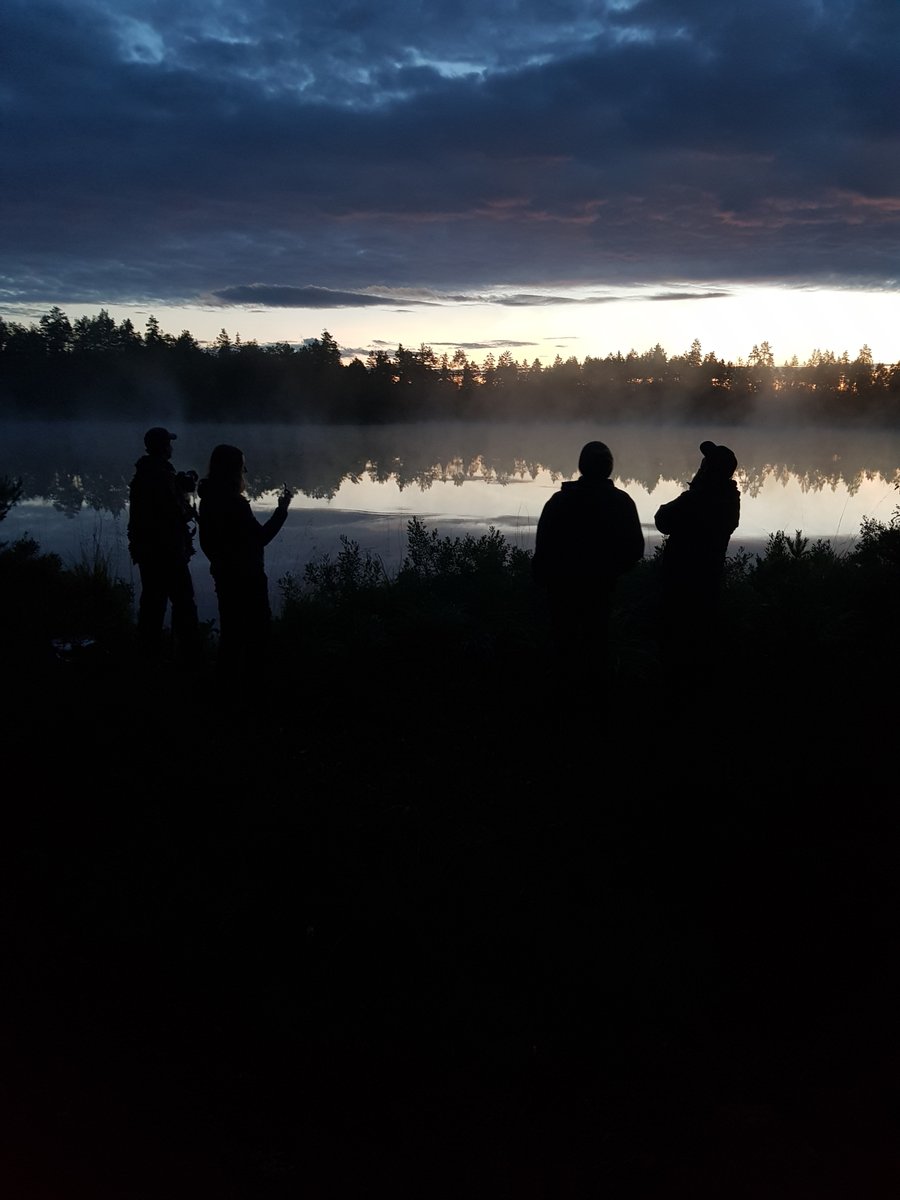 WildSweden tweet media