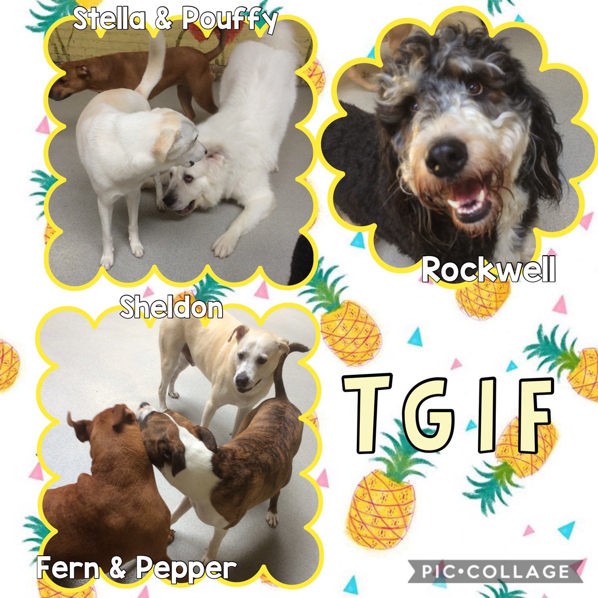 TGIF! Let’s get our play on! 🐶 🐾 @mccoodavis @kathyireland @randallfetcho @SamirAlsaraf @SusanBryenton @LitchfieldFund @AlsarafMaggie8 @Stylejulieanne @timeoutchicago @tailsmagazines @chicagodogs @wisebeautyqueen