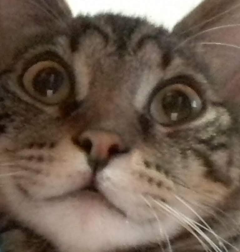 lakoalih's tweet image. No puedo sacar los gemi2 de @Andrex_18 de mi cabeza...