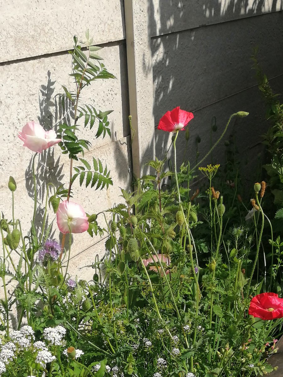 TheStudioWidnes's tweet photo. Beautiful little corner of wildflowers in the studio garden! Good job we are doing a little but more in there now or else we might have missed it! Thanks to @JakiFlorek1 for the seeds and Rich &Rhys Hopkins for making the flowerbed out of found items!
#studiospirit #wildflowers https://t.co/QqHoy8OYRP
