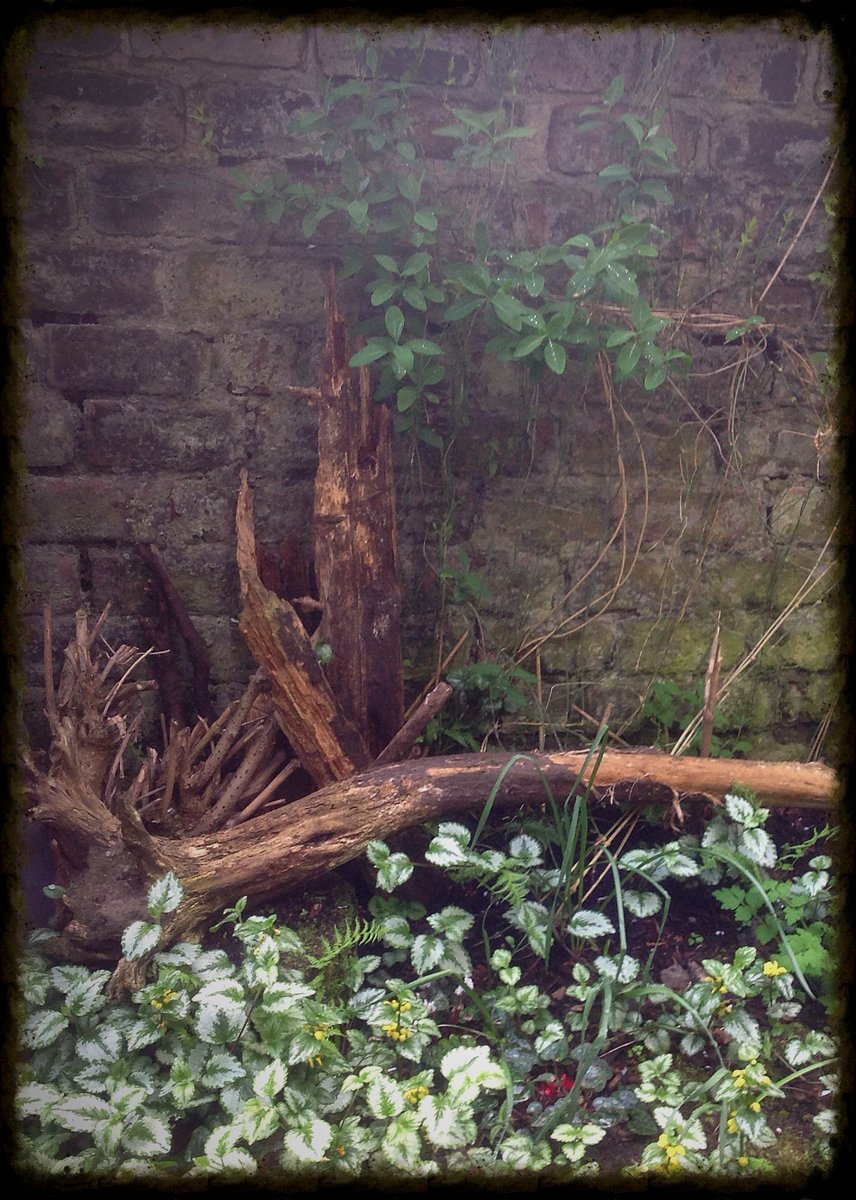 Hal_Duncan's tweet photo. Day 118 of #100DaysOfPlants and it's woodbine honeysuckle, Lonicera periclymenum, growing up behind the Smolsneuk stumpery and through the smol honeysuckle, sporting a good few of its extravagant flowers this year as opposed to last year's single bloom. https://t.co/XEaLk1MzlQ