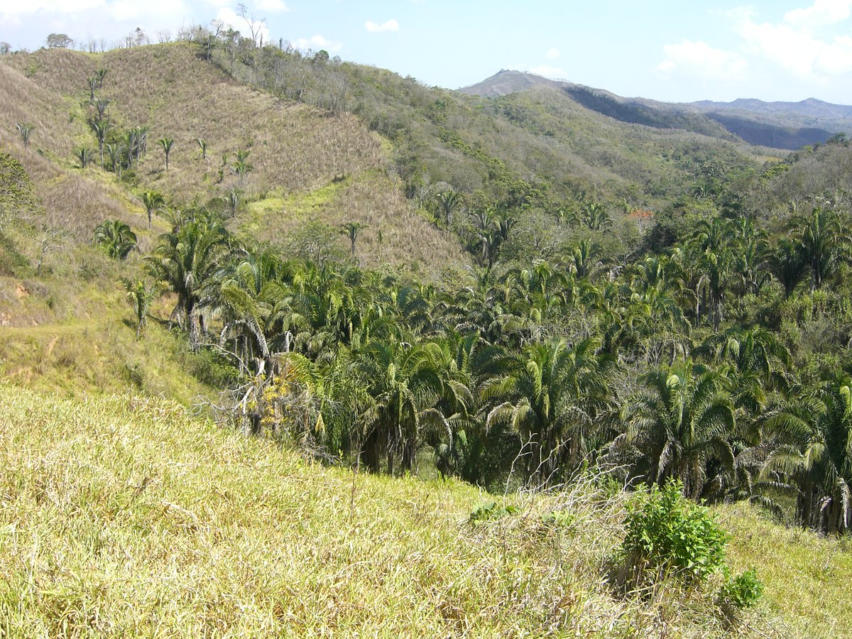 GustavoENouelB's tweet image. Sabía Ud que en Venezuela tenemos Una Palma Nativa conocida como Palma Real, Yagua, Corozo (Attalea butyracea) que produce aceites casi tan buenos como el aceite de Oliva y tiene propiedades Cardio Protectoras, y que crece silvestre en nuestros llanos altos y momtañas hasta 800mt