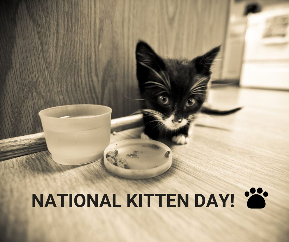 KSTruckMobility's tweet photo. It's #NationalKittenDay Our Marketing Director is our resident crazy cat lady with 4 kitties at home. Her eldest cat is 11. This is the pic that made her fall in love with him. He was rescued from the bushes of a @tacobell. Now, we want to see YOUR furry kitty babies. https://t.co/SmZcwKuZlj