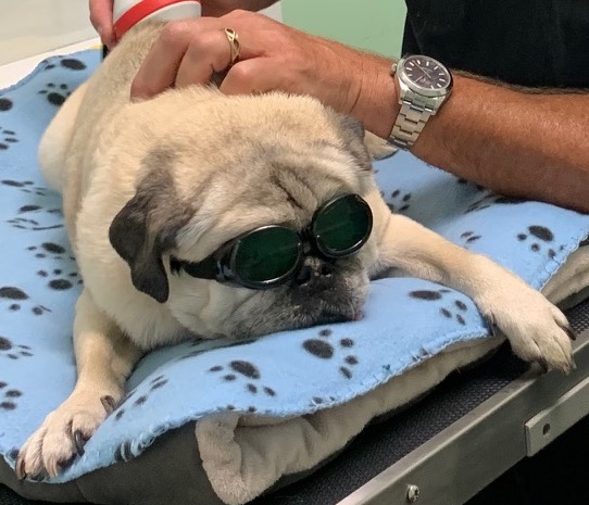 PrimePet Rehab tweet media