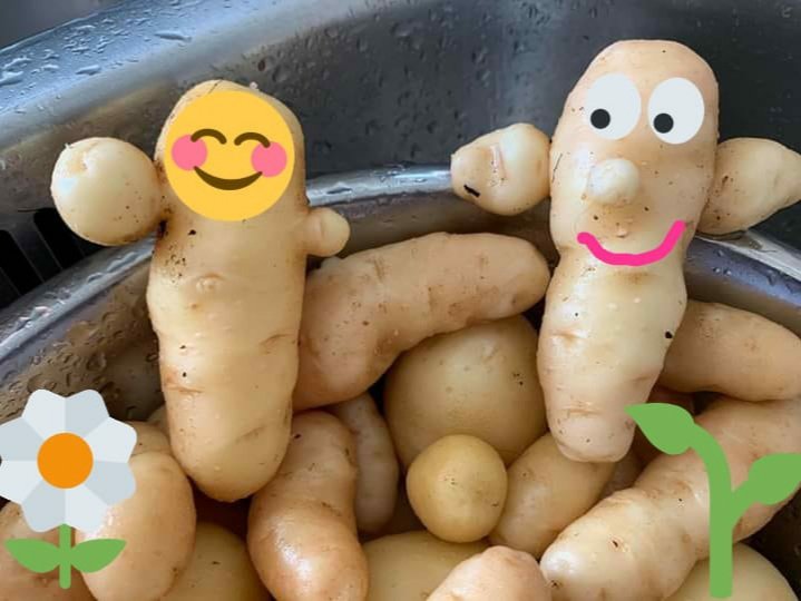 samuseums's tweet photo. You know, if you wanted to, you could send us your photos of your home grown #Ayrshire New Potatoes, we wouldn't mind! 

These ones grown in #Girvan #Tatties #Spuddies https://t.co/iVCEAeTgc3