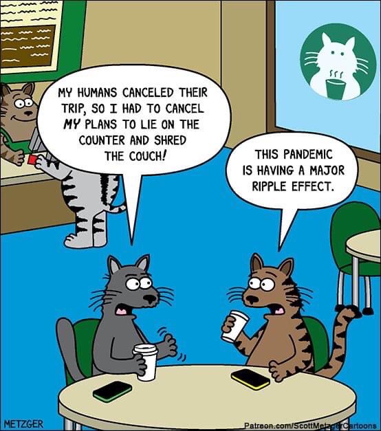 vetforcatsonly's tweet photo. How is the pandemic affecting your kitties? #vetforcatsonly #cats #funnycats #catmemes #lovecats #2020 #pandemic https://t.co/Gj1ysl1LOi