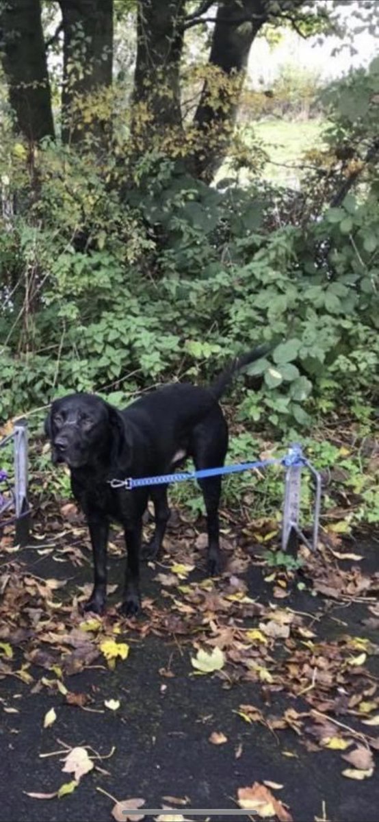 MiaDollin's tweet image. missing around Thornton /Fleetwood. His name is buddy please let me know if anyone sees him 😓😓