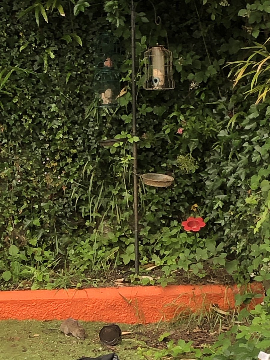 IamAnOT_COVID19's tweet image. Working from home has shown me how much wildlife frequents our garden- most of them welcomed! Tom, Jerry &amp;amp; Tweety Pie all in one day! I clearly day dream out the window far too much! #procrastinating #shouldbeworking #workingfromhome 🐦 🐭 🐈
