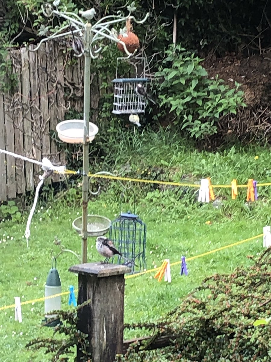 IamAnOT_COVID19's tweet image. Working from home has shown me how much wildlife frequents our garden- most of them welcomed! Tom, Jerry &amp;amp; Tweety Pie all in one day! I clearly day dream out the window far too much! #procrastinating #shouldbeworking #workingfromhome 🐦 🐭 🐈
