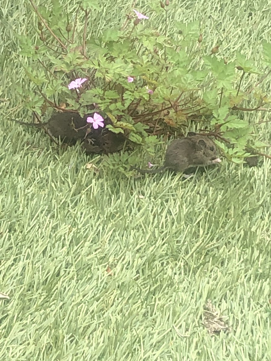 IamAnOT_COVID19's tweet image. Working from home has shown me how much wildlife frequents our garden- most of them welcomed! Tom, Jerry &amp;amp; Tweety Pie all in one day! I clearly day dream out the window far too much! #procrastinating #shouldbeworking #workingfromhome 🐦 🐭 🐈