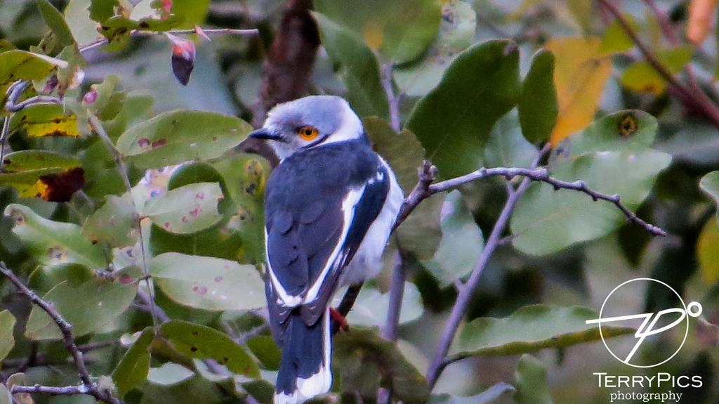 TPics26's tweet photo. @HighlanderBosso @nhlanhladube2 @PhagiwaAnele @KwazinkosiS @lietta_bae263 @notsonline @tkapini7 @vusmann @princemgadafi @MbatheniM Hi hi beautiful bird this https://t.co/t7c8VXBCgD