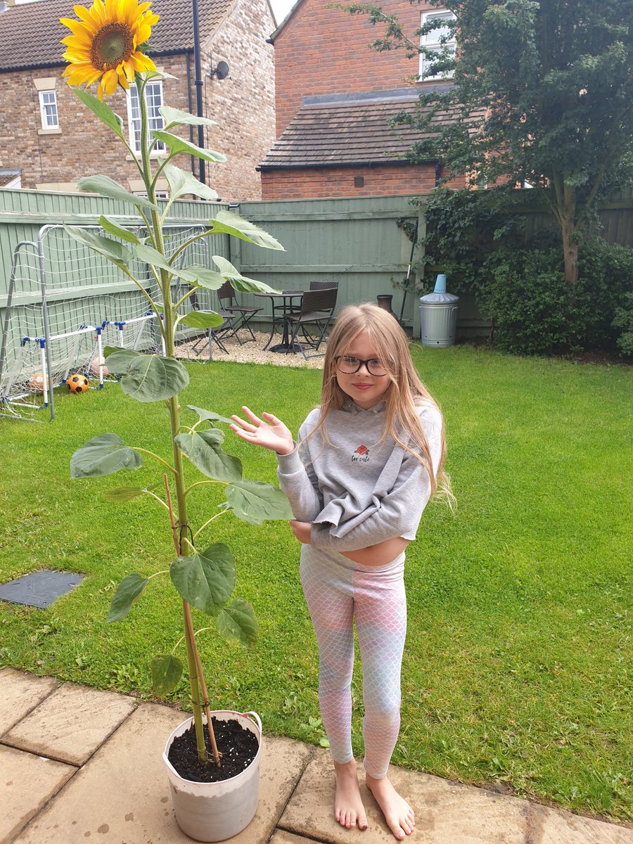 VictoriaJGards's tweet photo. We haven't much enjoyed all this rain but it looks like it's made our sunflowers happy! They have really grown and are now much taller than us! @ClassEWNWA @ClassACNWA https://t.co/UpmLejlDNP