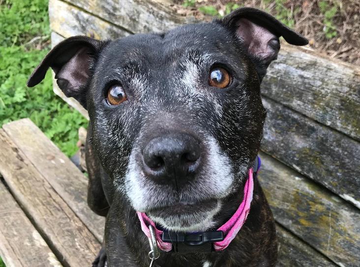 Please URGENT SHARE to help Trixie find a home #BRIGHTON 🇬🇧 Aged 9, STRUGGLING WITH KENNEL LIFE loves people not keen on dogs maybe ok with cats, needs someone with time, really wants to be in a home, can you help? rspca.org.uk/findapet/detai… #dogs #rspca #BBC #UK