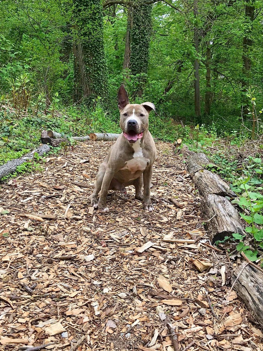 whitepeonyfarm's tweet photo. 🐾❤️ZEUS - YET ANOTHER WEEKEND w/out a family. 9 YEARS in the shelter this boy needs all our RT! EVERY day x2 we will ask U to join us in RT this boy far &amp; wide to get him noticed by the 1 person that will fall in ❤️. Needs to be SOLO 🐾. @ The Shelter Connection Port Wash, NY❤️ https://t.co/ya8XRP8tKM