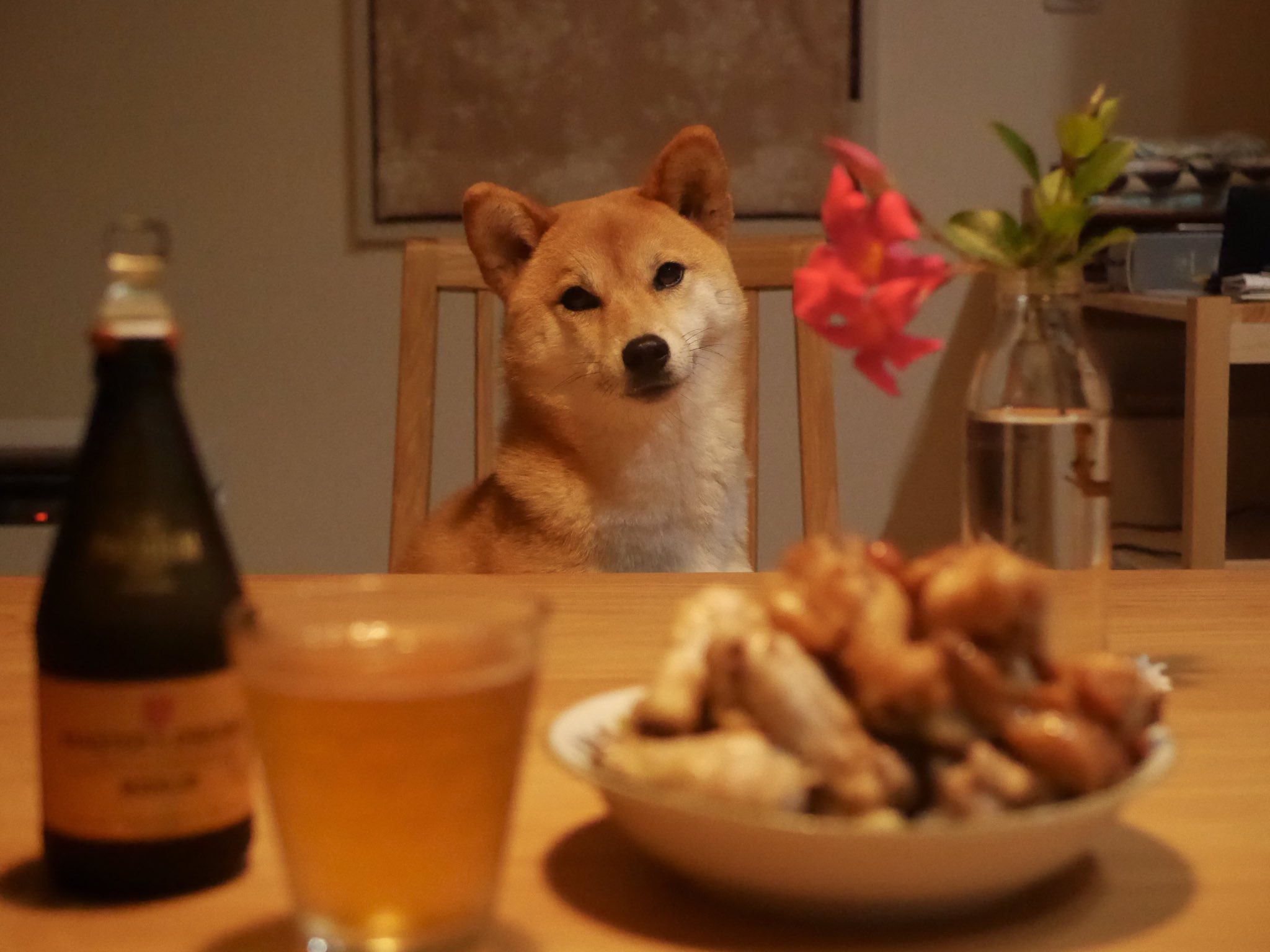 しばいぬきなこ 犬走り きなこと女子会をしました ふやかしたカリカリと納豆ささみごはん しばいぬきなこ 犬走り きなこと女子会をしました ふやかしたカリカリと納豆ささみごはん