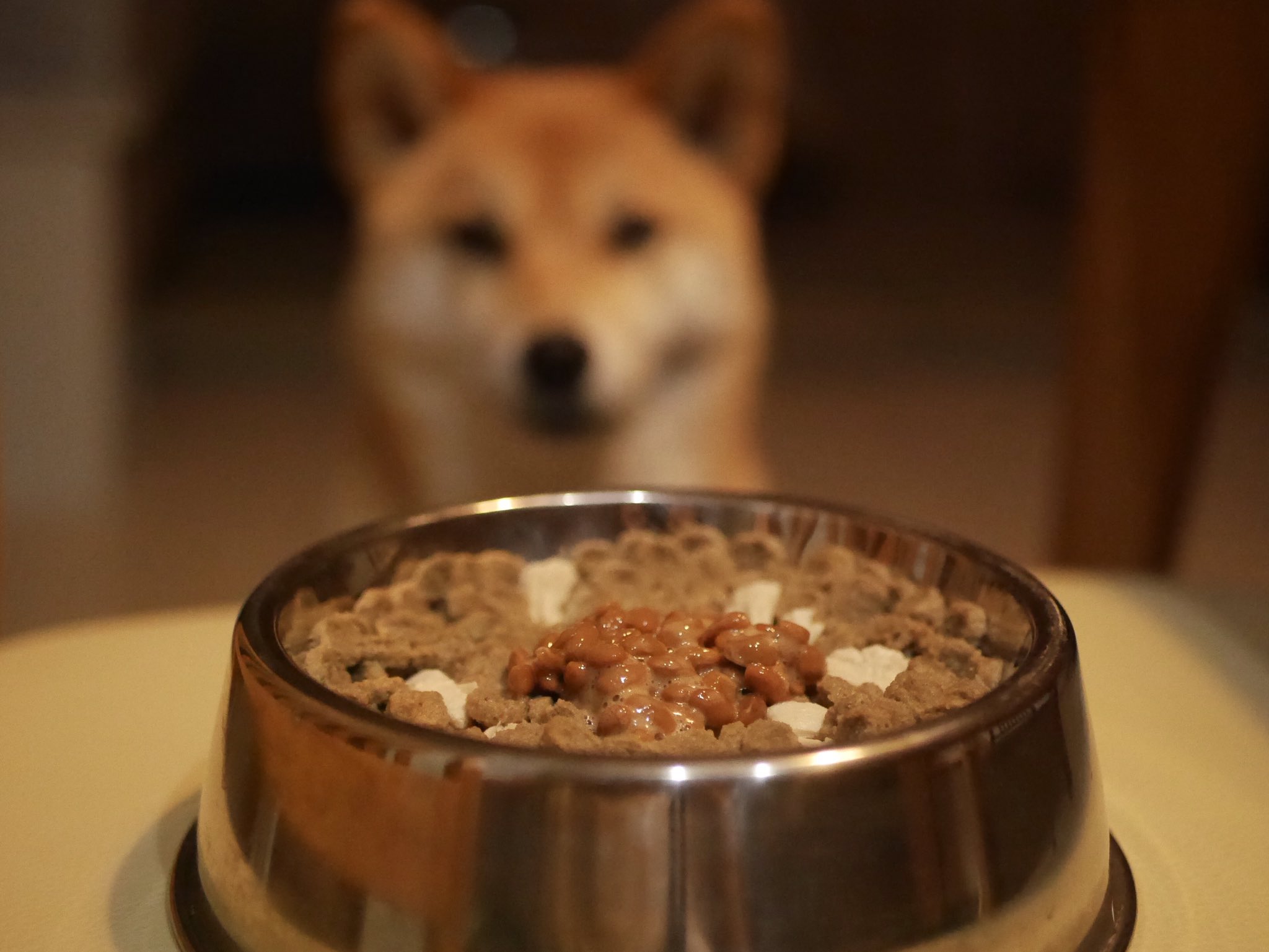 しばいぬきなこ 犬走り きなこと女子会をしました ふやかしたカリカリと納豆ささみごはん しばいぬきなこ 犬走り きなこと女子会をしました ふやかしたカリカリと納豆ささみごはん