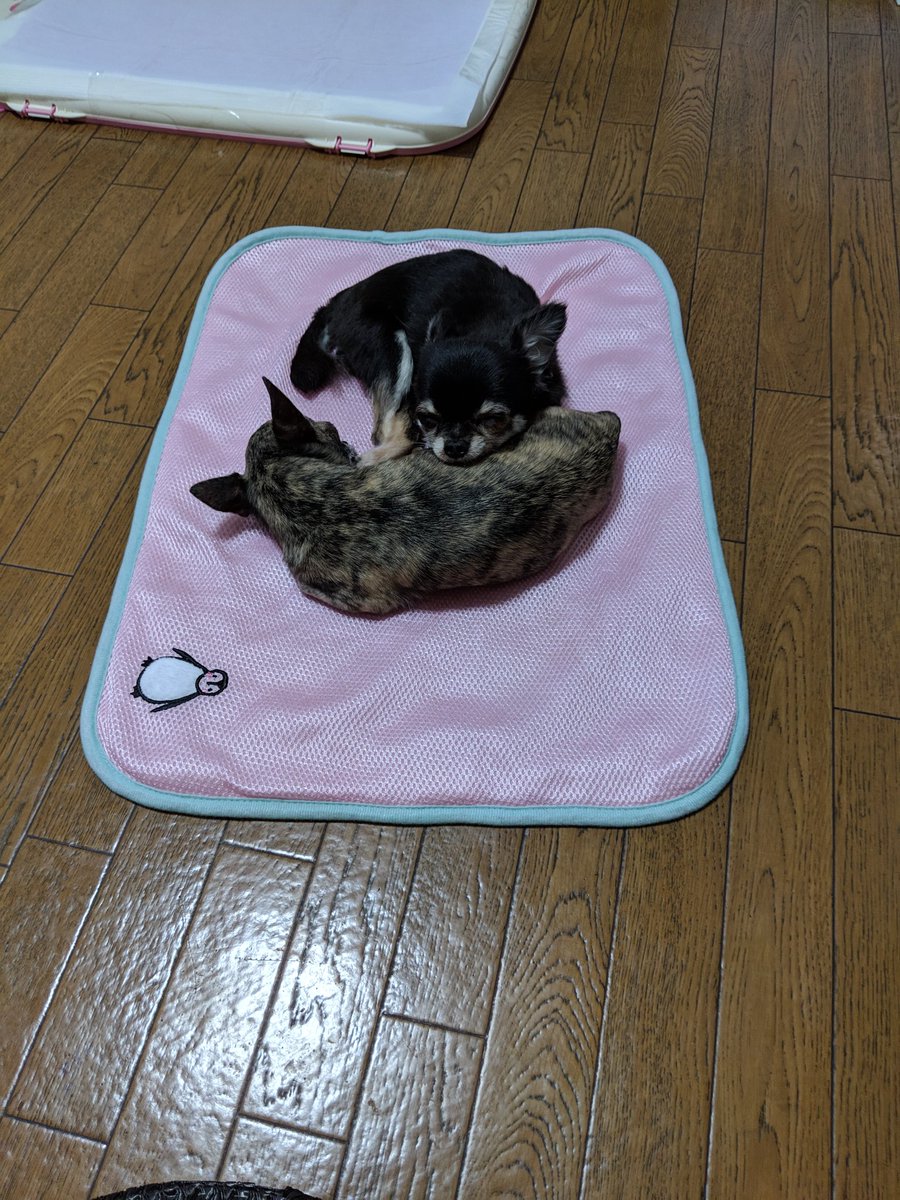 栗林 由美子 2xjlvcsjtgpe6wn Twitter