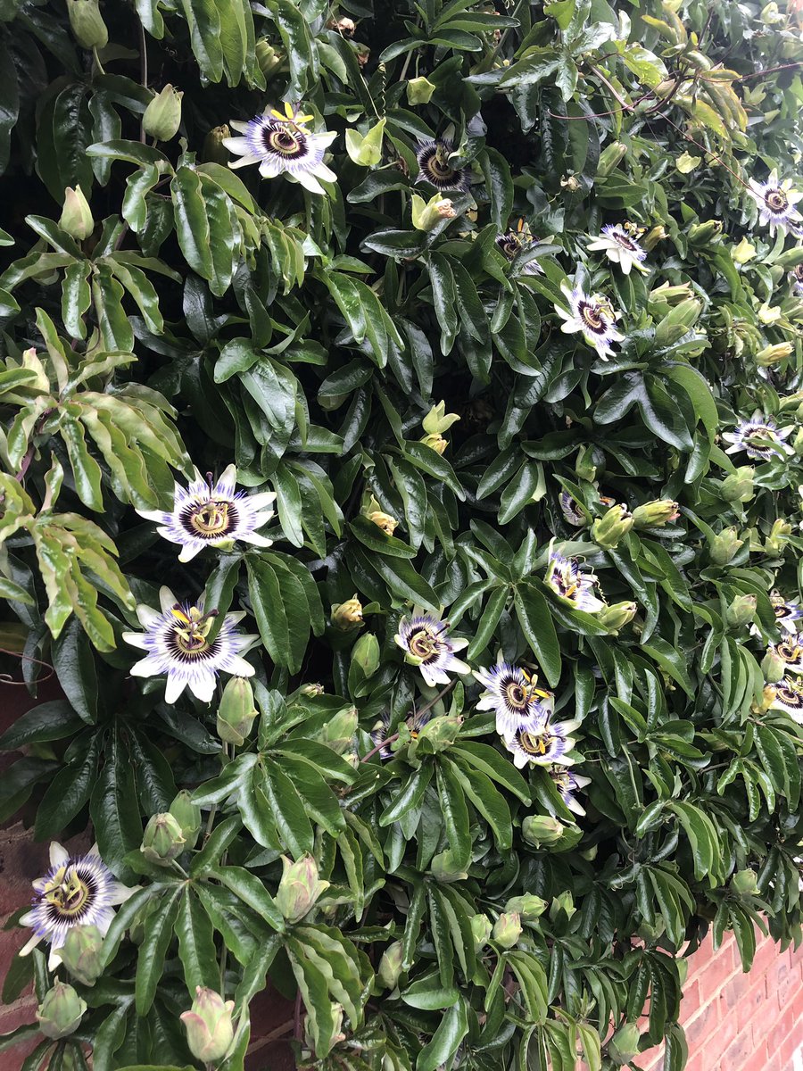 Sarah_Bonito_'s tweet image. Ailiens must hav planted this plant