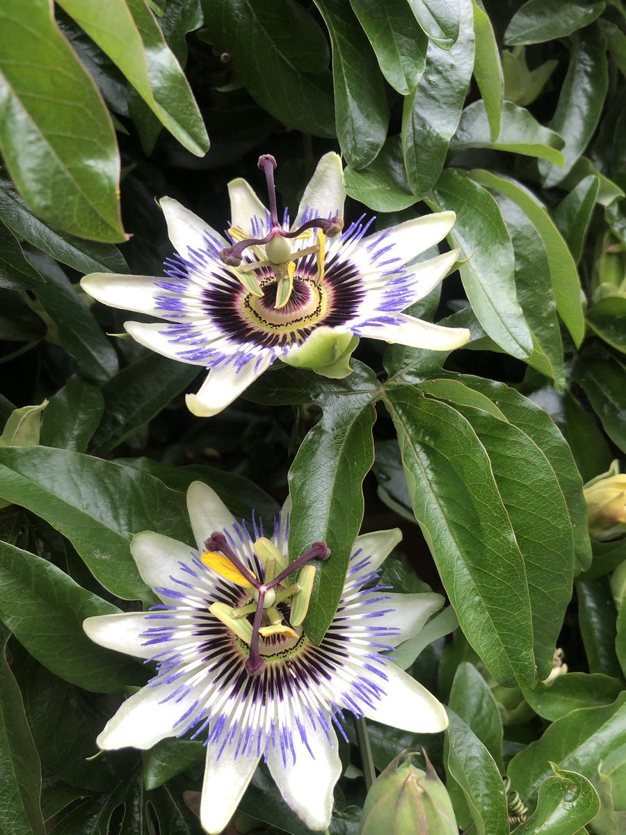 Sarah_Bonito_'s tweet image. Ailiens must hav planted this plant