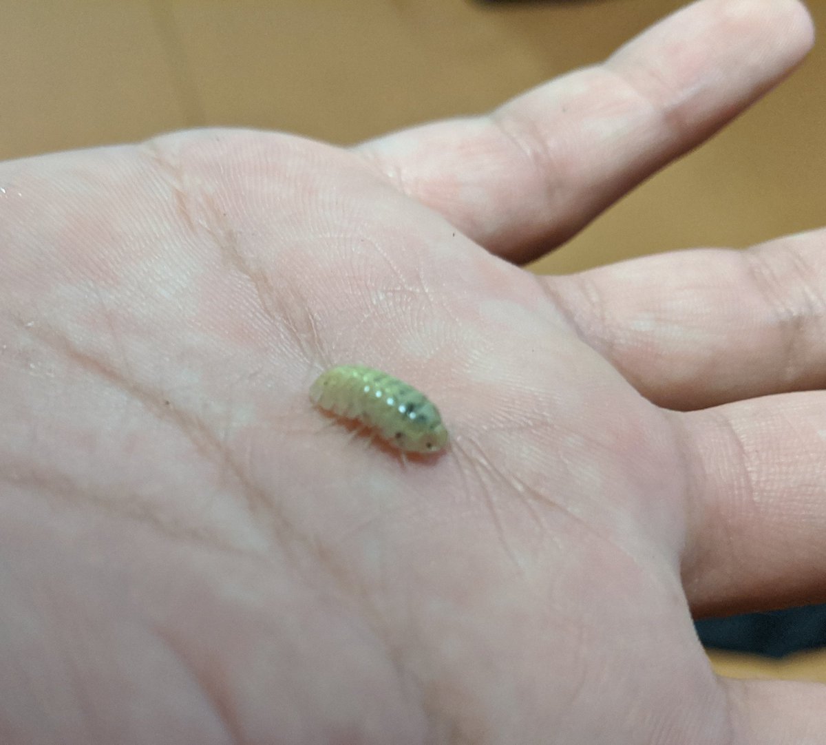 白いダンゴムシ