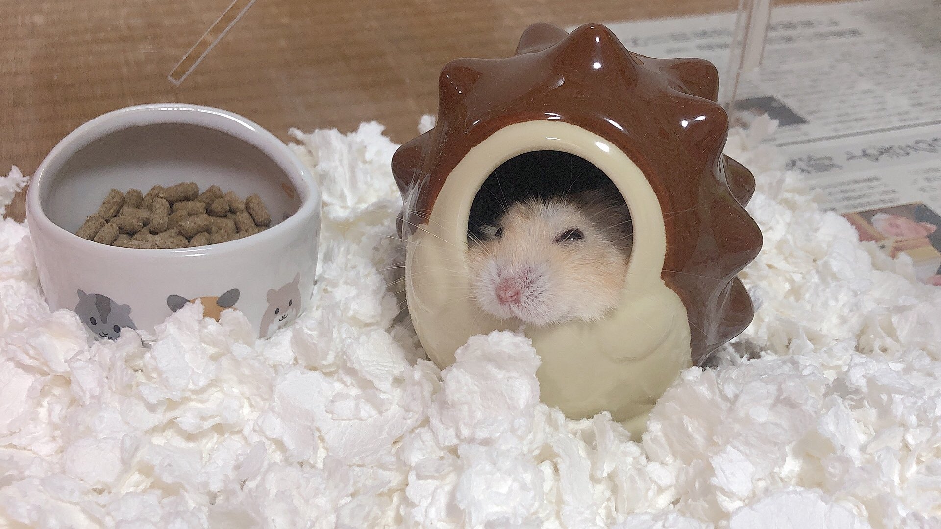 ぴぴ ハムスターが溶けるまで T Co Ltokbutn Twitter
