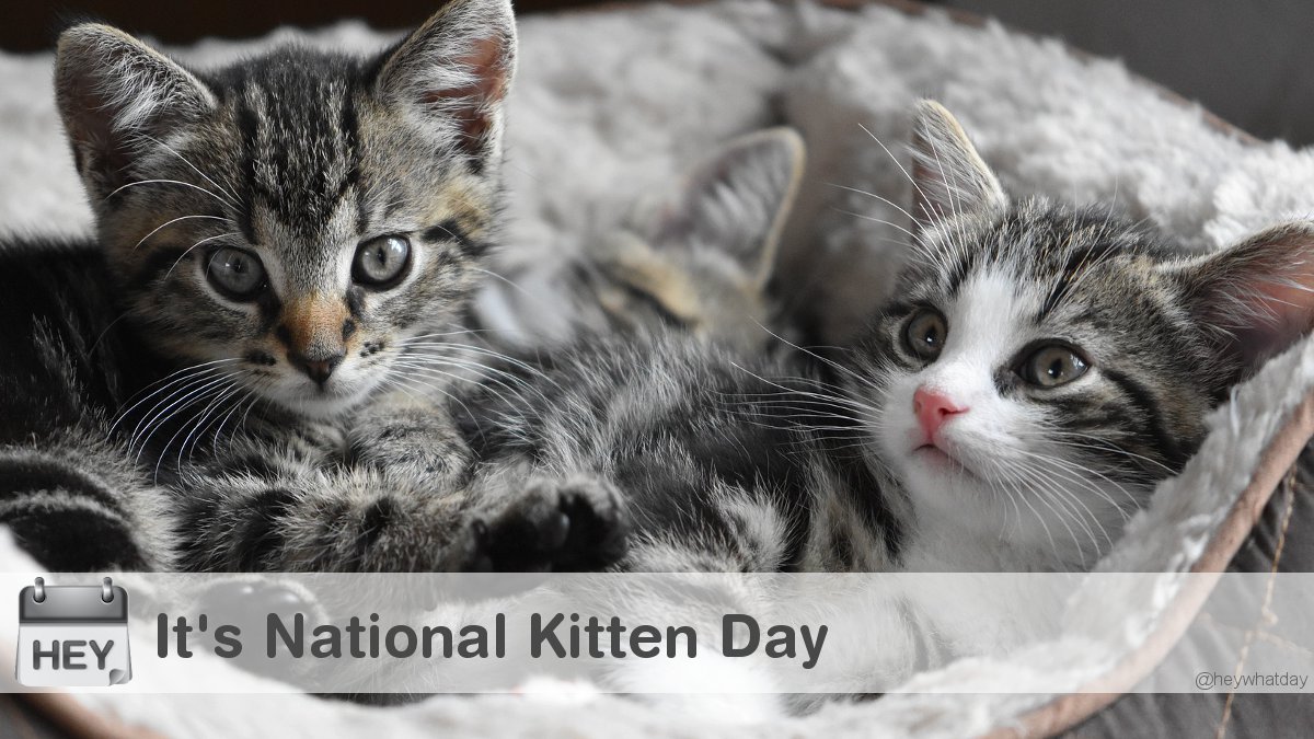 It's National Kitten Day! 
#NationalKittenDay #KittenDay