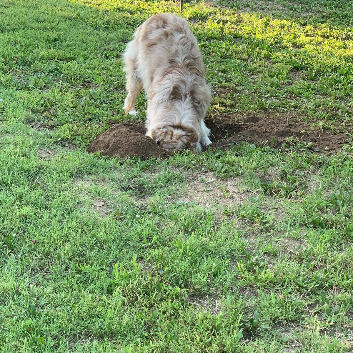 mesaridgeaussie's tweet photo. Something to brighten up Twitter. The boys are after the dreaded gopher #australianshepherdsrule #gottagetthatgopher #aussiesjustwannahavefun https://t.co/PyK6ptqmXa